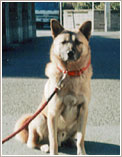 名古屋市緑区のお客様の愛犬（MIX）のお世話をさせていただきました。