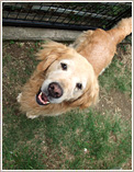 知多郡東浦町のお客様の愛犬（ゴールデンレトリバー）のお世話をさせていただきました。
