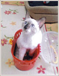 名古屋市緑区のお客様の猫ちゃん（シャム猫）のお世話をさせていただきました。