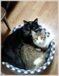 愛知県豊田市のお客様の猫ちゃん（メインクーン）のお世話をさせていただきました。