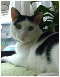 名古屋市緑区のお客様の猫ちゃん（MIX）のお世話をさせていただきました。