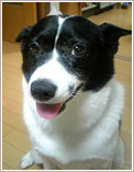 名古屋市緑区のお客様の愛犬（MIX）のお世話をさせていただきました。
